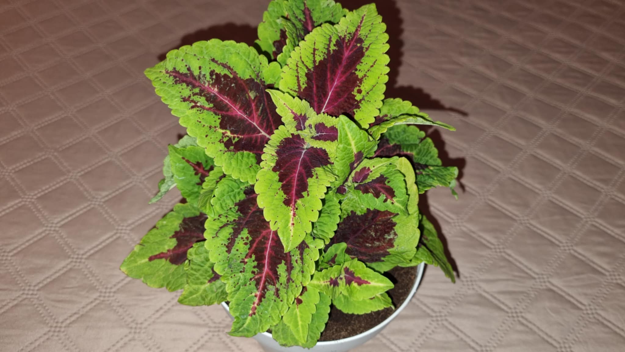 Coleus Alligator alley Image 2